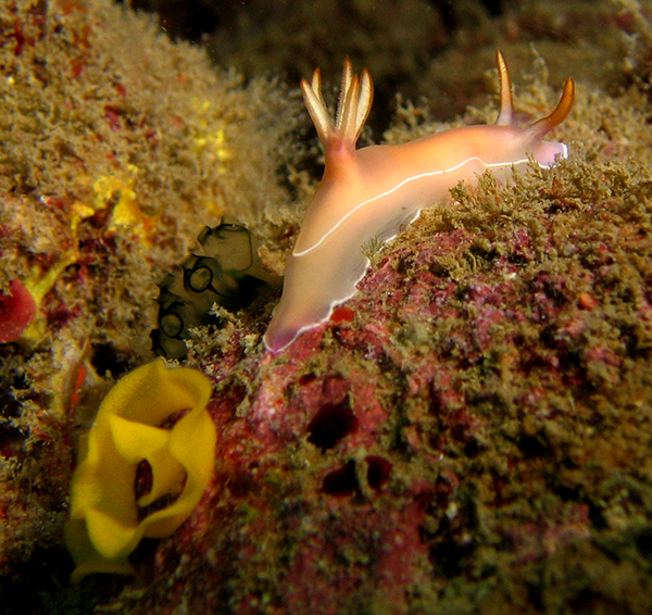 Nudibranch